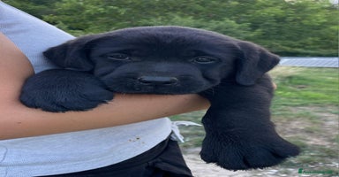 Labrador cani a Province of Siena - Annuncio 7