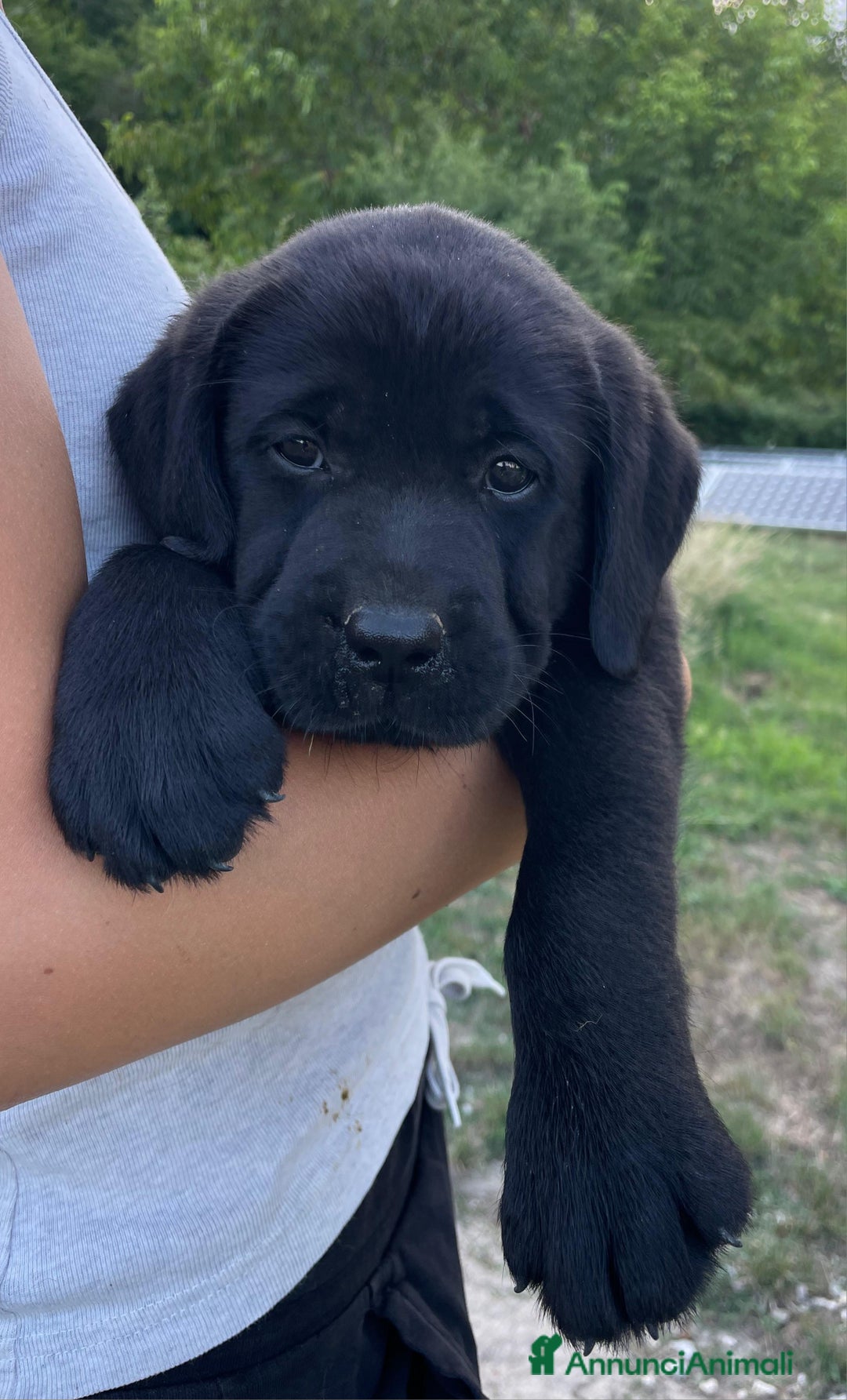 Labrador cani in vendita: Cuccioli Labrador neri a Province of Siena - Immagine 3