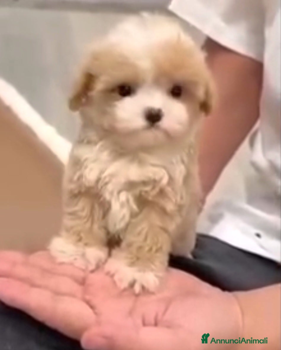 Meticcio cani Maltipoo - Annuncio 3