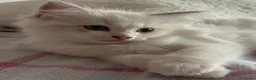 Ragdoll gatti in vendita: Splendida cucciola Ragdoll Blue Tabby Bicolor  - Annuncio 4