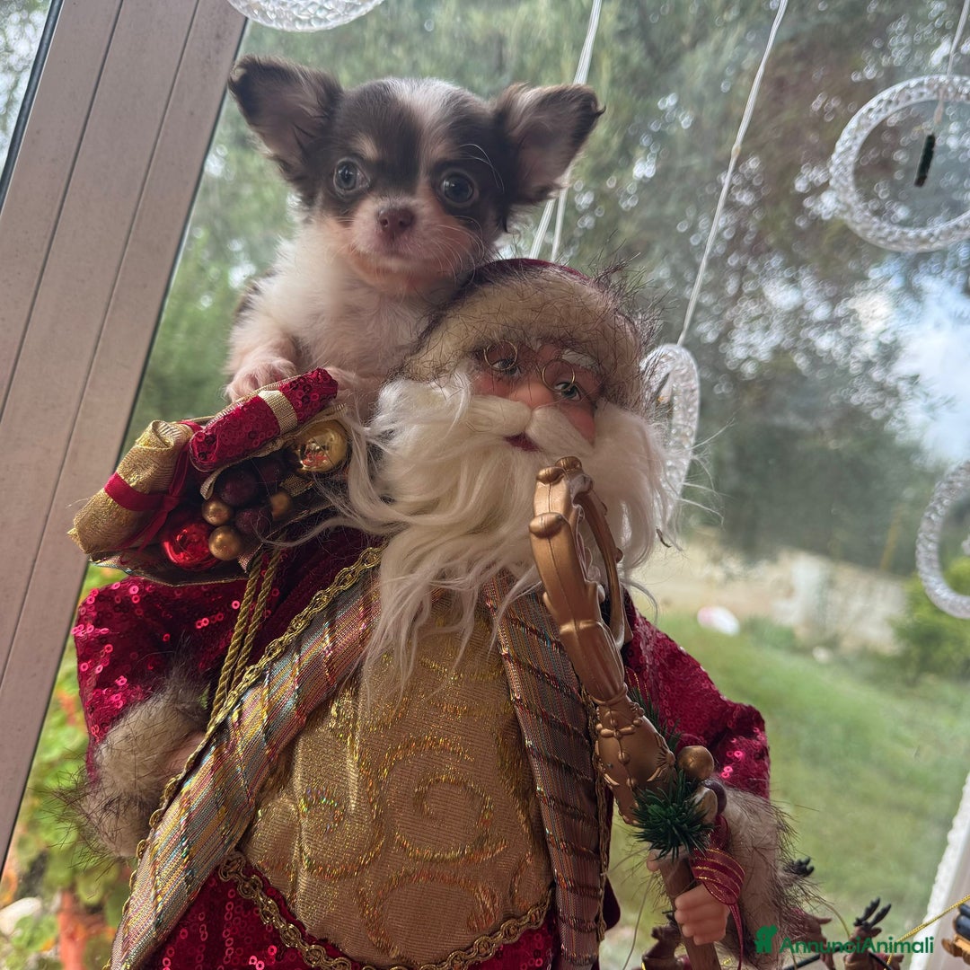 Chihuahua cani in vendita: maschietto chihuahua pelo lungo pedigree enci  - Annuncio 3