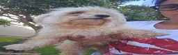 Maltese cani in regalo: Mafalda: maltesina 4 anni, socievole con tutti  - Annuncio 7