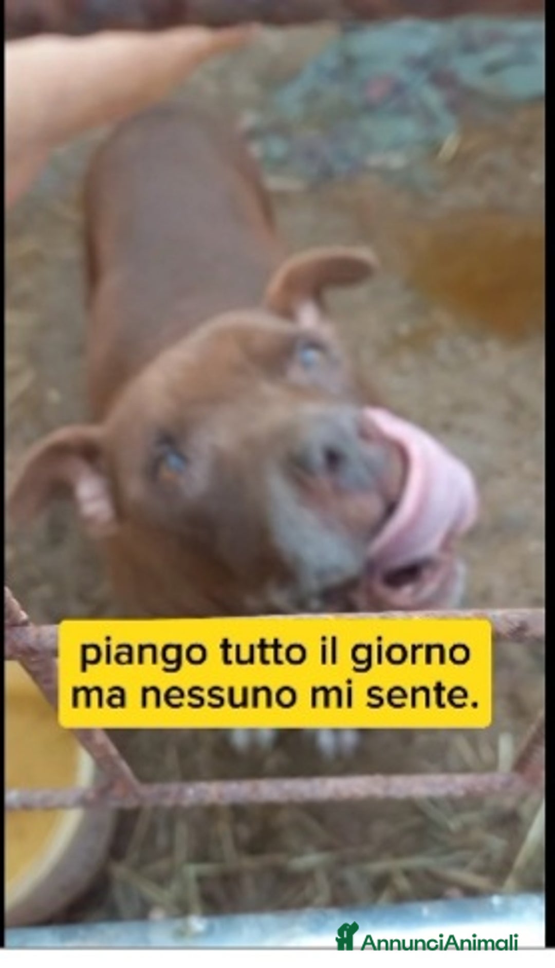 Meticcio cani in regalo: 8anni di attese e pianti in box..SALVIAMOLO a Città metropolitana di Milano - Annuncio 2