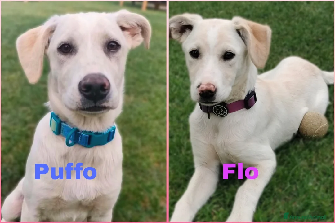 Meticcio cani in regalo: Puffo e Flo 4 mesi adottabili subito sono a Parma - Annuncio 1