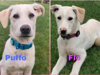 Meticcio cani in regalo: Puffo e Flo 4 mesi adottabili subito sono a Parma - Annuncio 2