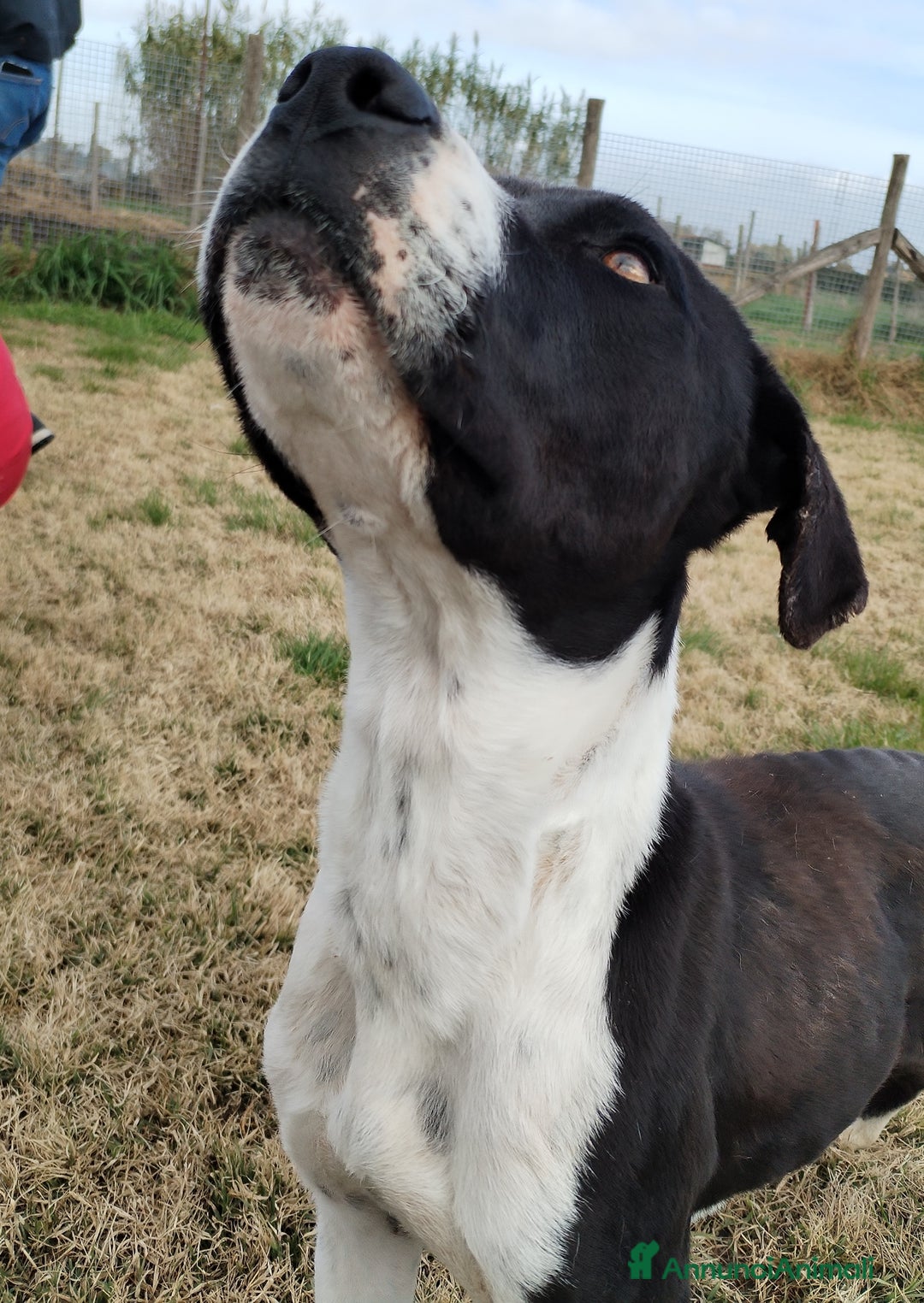 Meticcio cani in regalo: Boris il cane che ti fa l'occhietto in adozione a Provincia di Latina - Annuncio 2