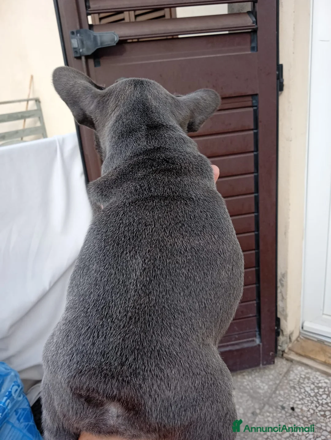 Bulldog Francese cani in vendita: Cuccioli di bulldog francese a Provincia di Perugia - Annuncio 37