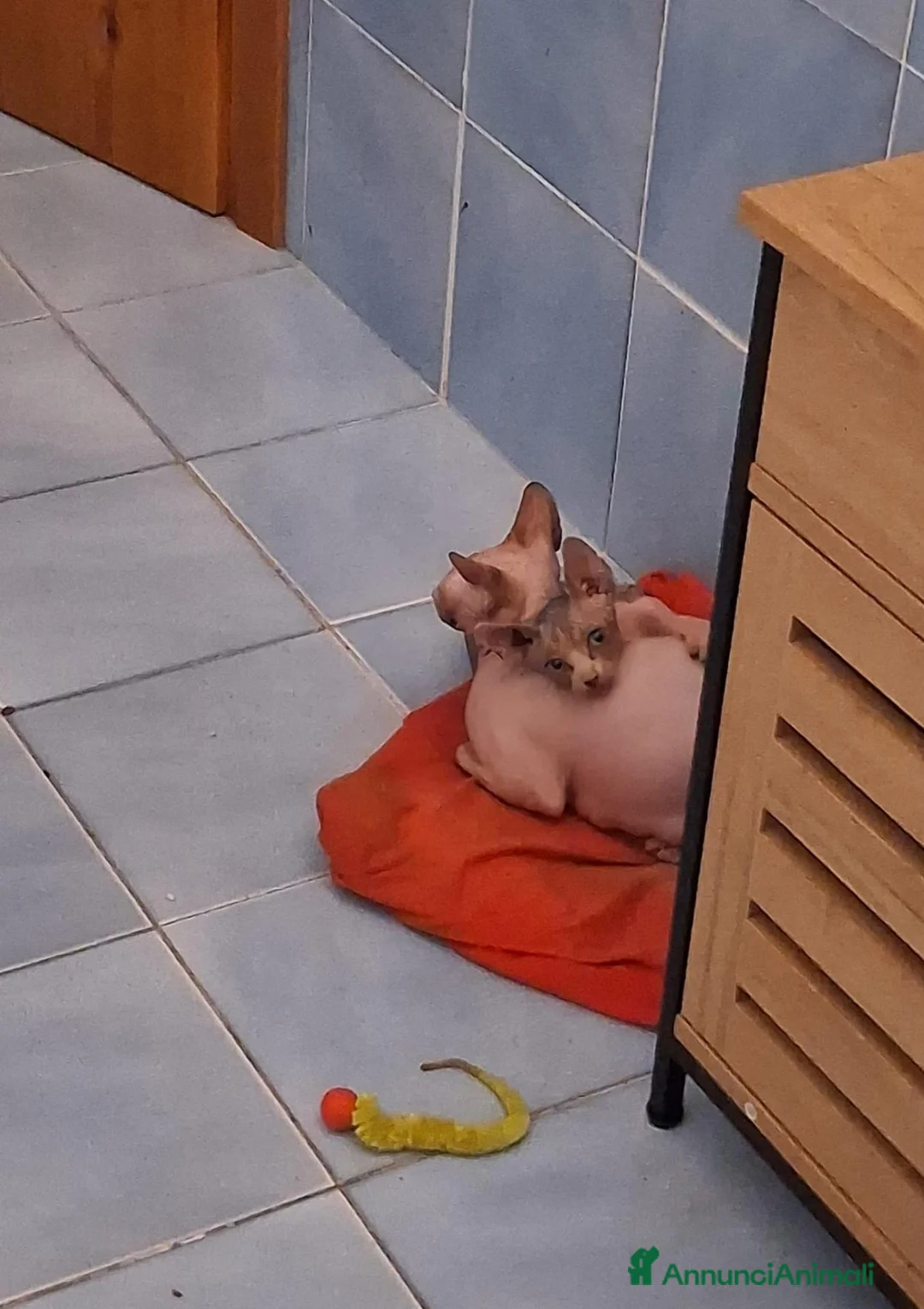 Sphynx gatti in vendita: Sphynx maschio - Annuncio 7