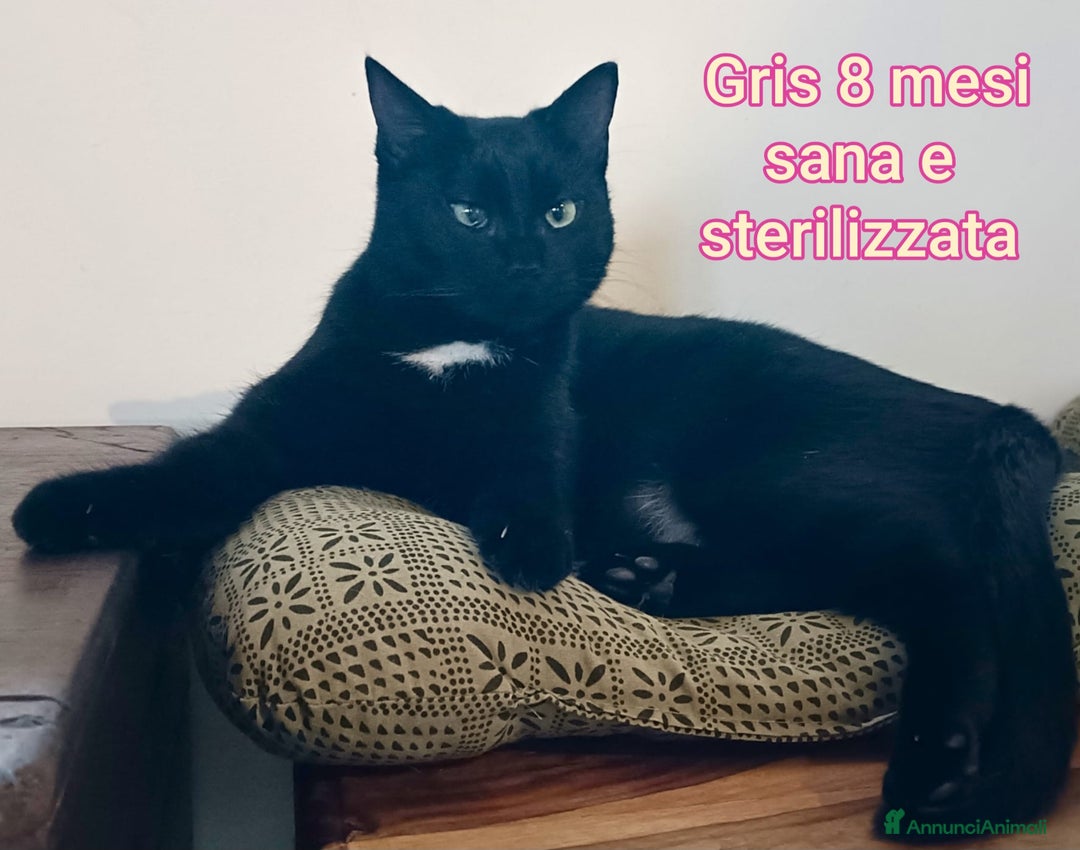 Europeo gatti in regalo: TANTI GATTINI DA SALVARE! - Annuncio 12