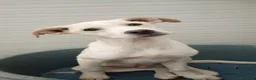 Meticcio cani in regalo: Harlock 4 mesi rimasto da solo cerca casa  - Annuncio 13