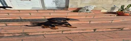 Rottweiler cani in vendita: Vendo cuccioli di Rottweiler - Annuncio 5