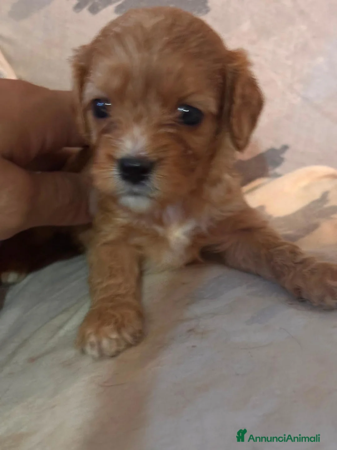 Cavapoo cani in vendita: Cuccioli di Cavapoo - Annuncio 1
