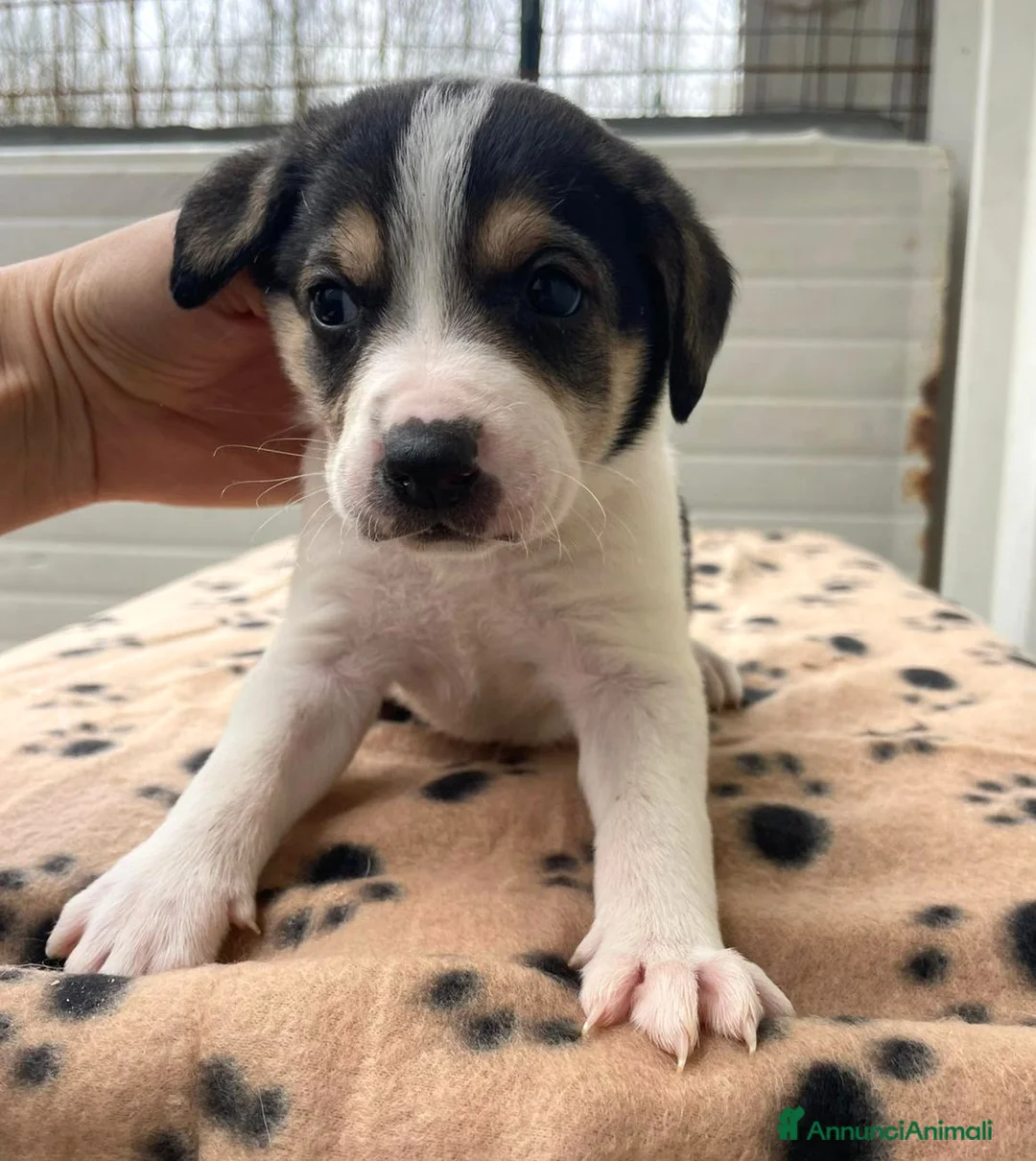 Meticcio cani in regalo: LA DOLCE ELETTRA - Annuncio 1