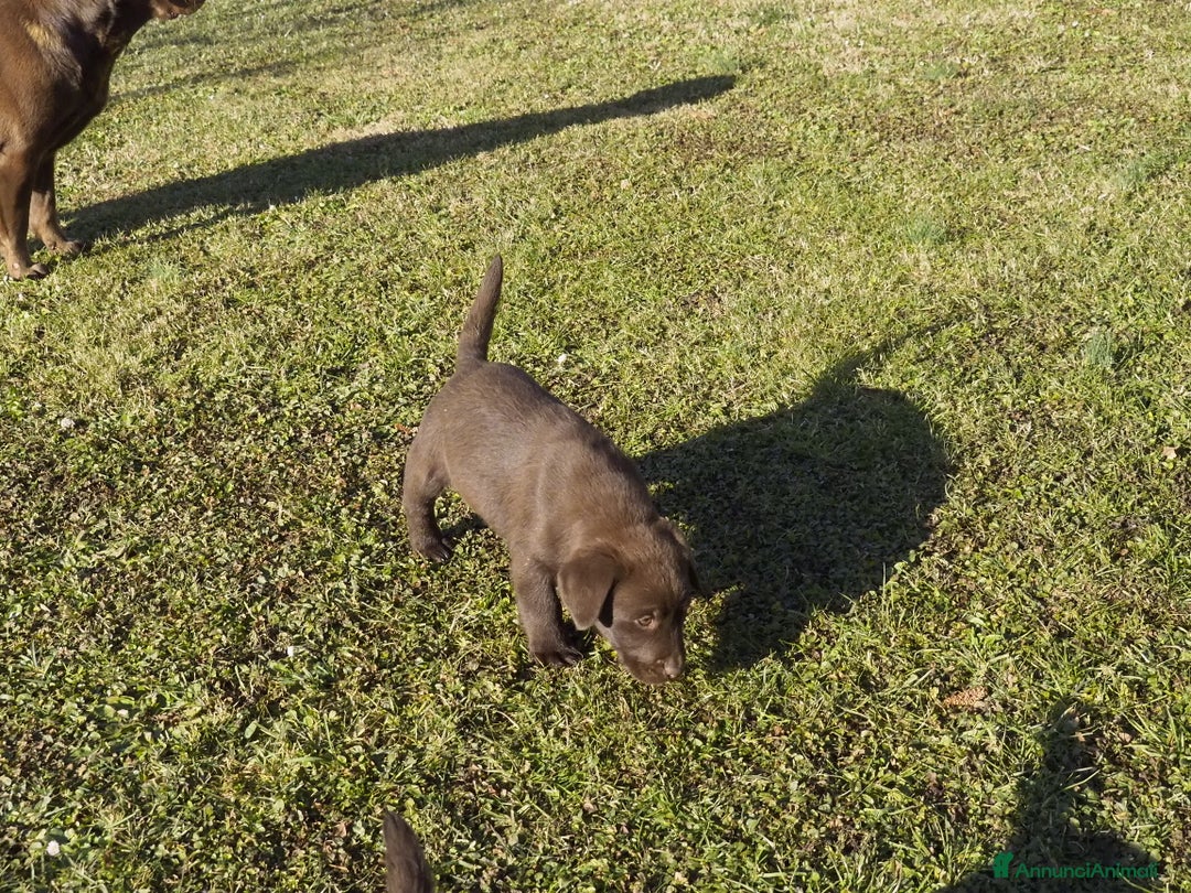 Labrador cani in vendita: Cuccioli Labrador chocolate con pedigree  a Provincia di Bergamo - Immagine 4