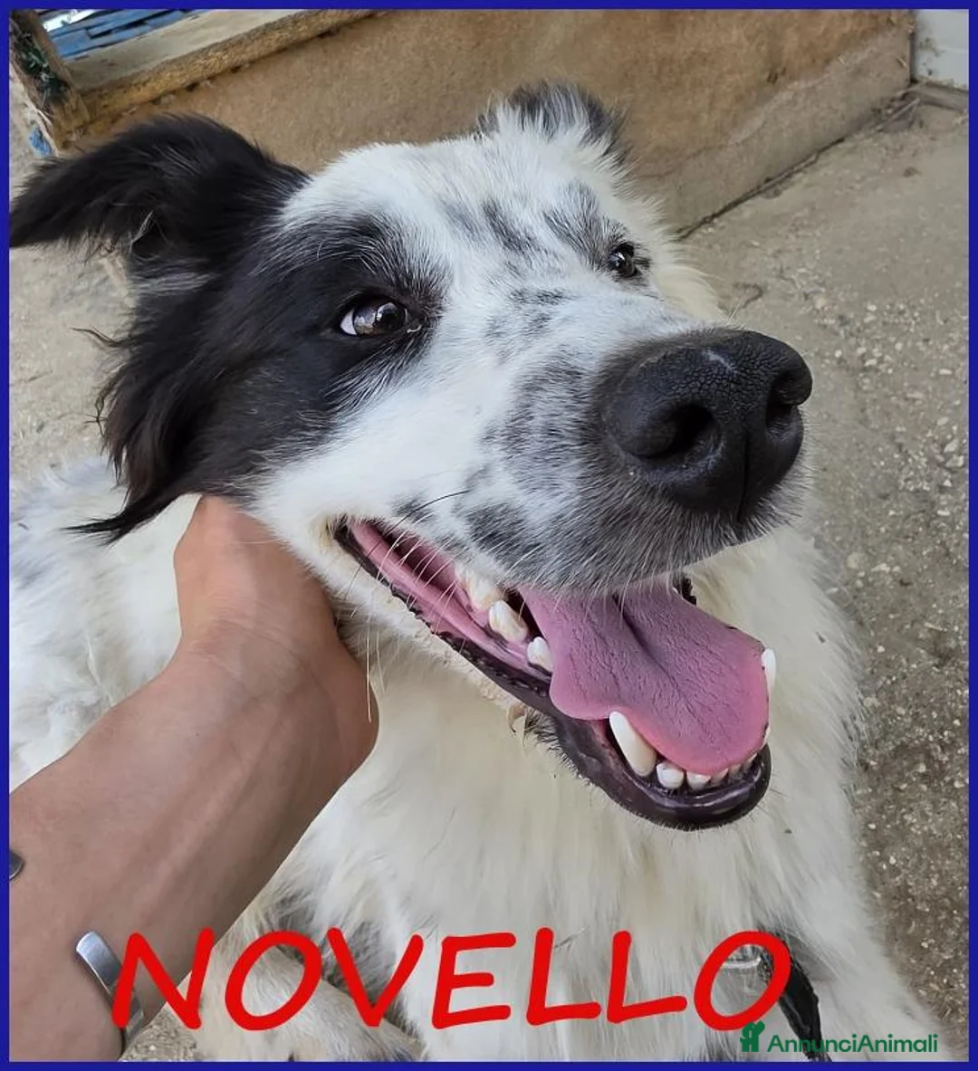 Border Collie cani in regalo: NOVELLO CUCCIOLONE 1 ANNO SIMIL BORDER, MERAVIGLIA - Annuncio 1