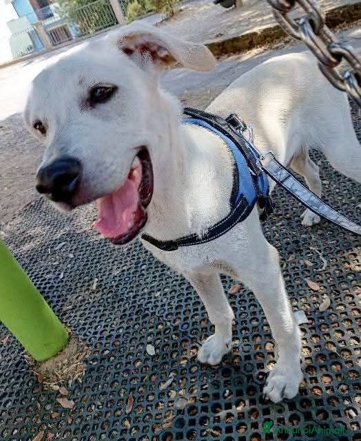 Meticcio cani Mix Labrador 5mesi ok gatti EMERGENZA CASA! NUORO - Annuncio 22