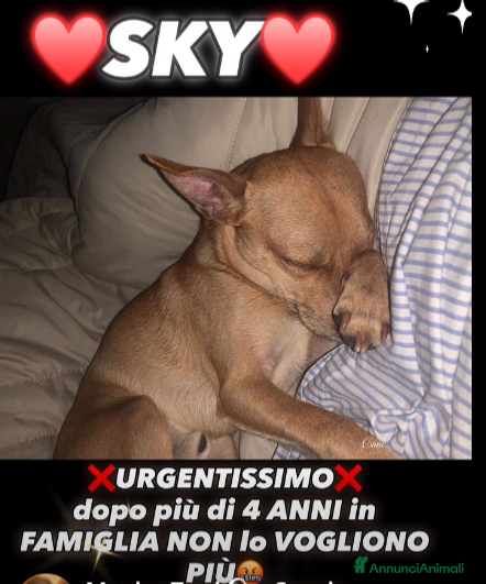 Pinscher Miniatura cani ADOZ.URGENTISSIMA:buttato cm un rifiuto!nn lo vogl - Annuncio 5