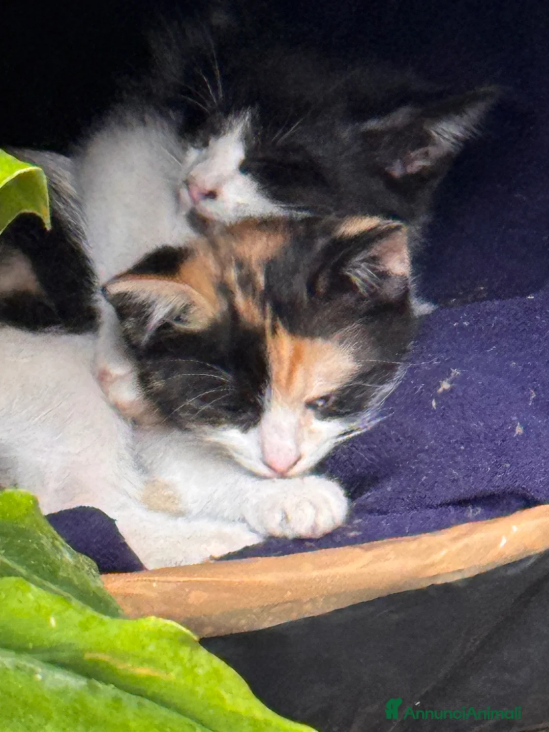 Meticcio gatti in regalo: Cercasi casa per cuccioli  - Annuncio 2