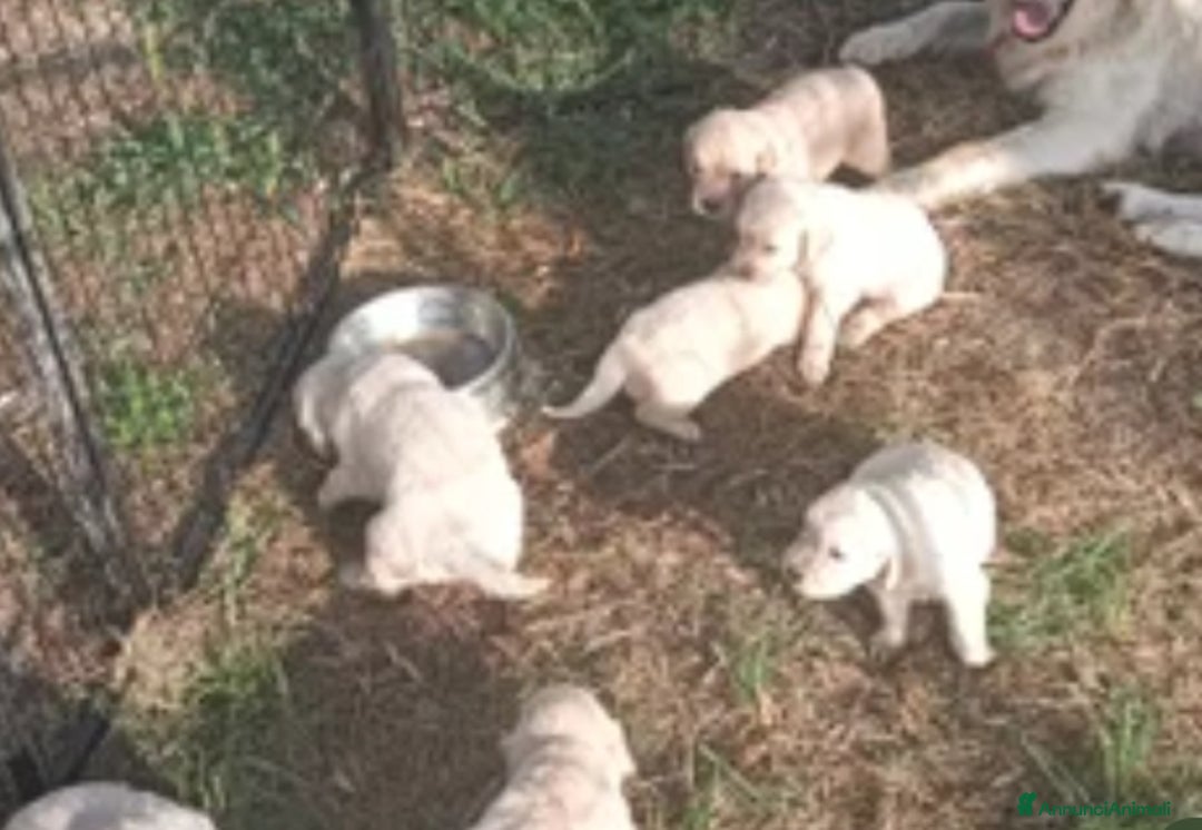 Golden Retriever cani in vendita: Golden retriever con pedigree  - Annuncio 6