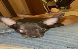 Chihuahua cani in vendita: 🐾 Chihuahua Toy Femmina in Vendita  a Città metropolitana di Milano - Immagine 5
