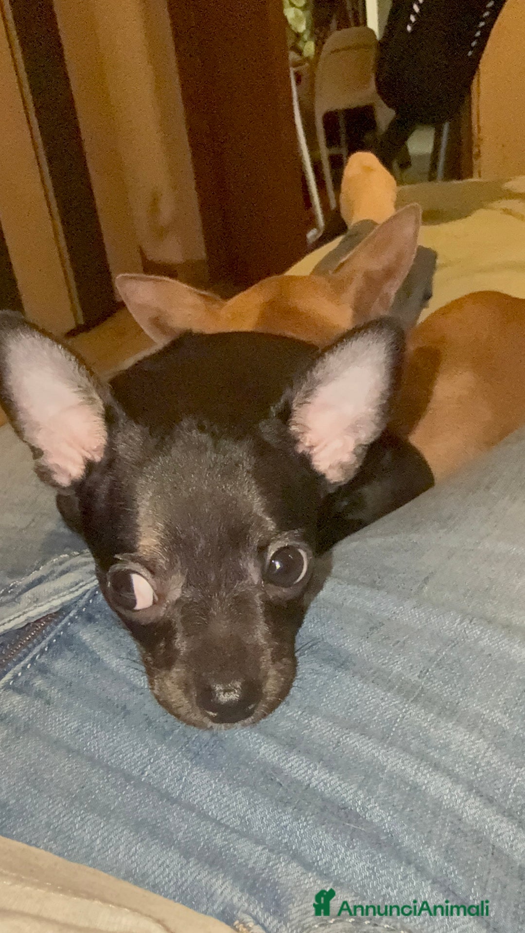Chihuahua cani in vendita: 🐾 Chihuahua Toy Femmina in Vendita  a Città metropolitana di Milano - Immagine 5