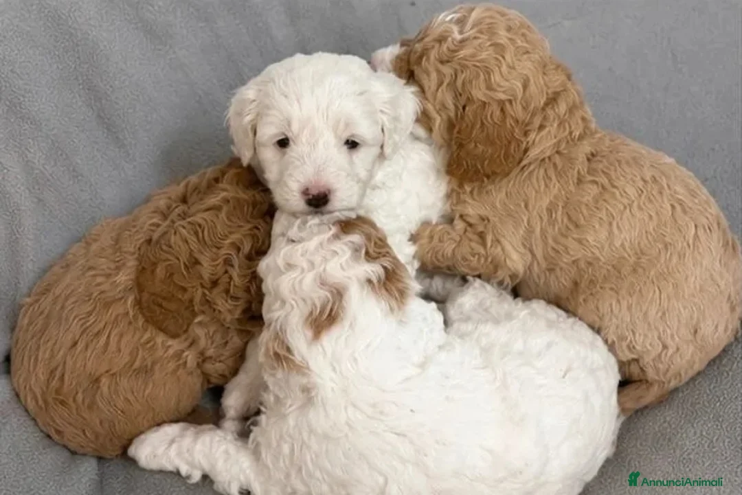Meticcio cani in vendita: 2 adorabili cuccioli di Cavapoo - Annuncio 2