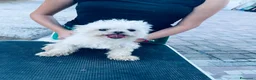 Maltese cani in vendita: Cuccioli di maltese con pedigree  a Provincia di Padova - Annuncio 9