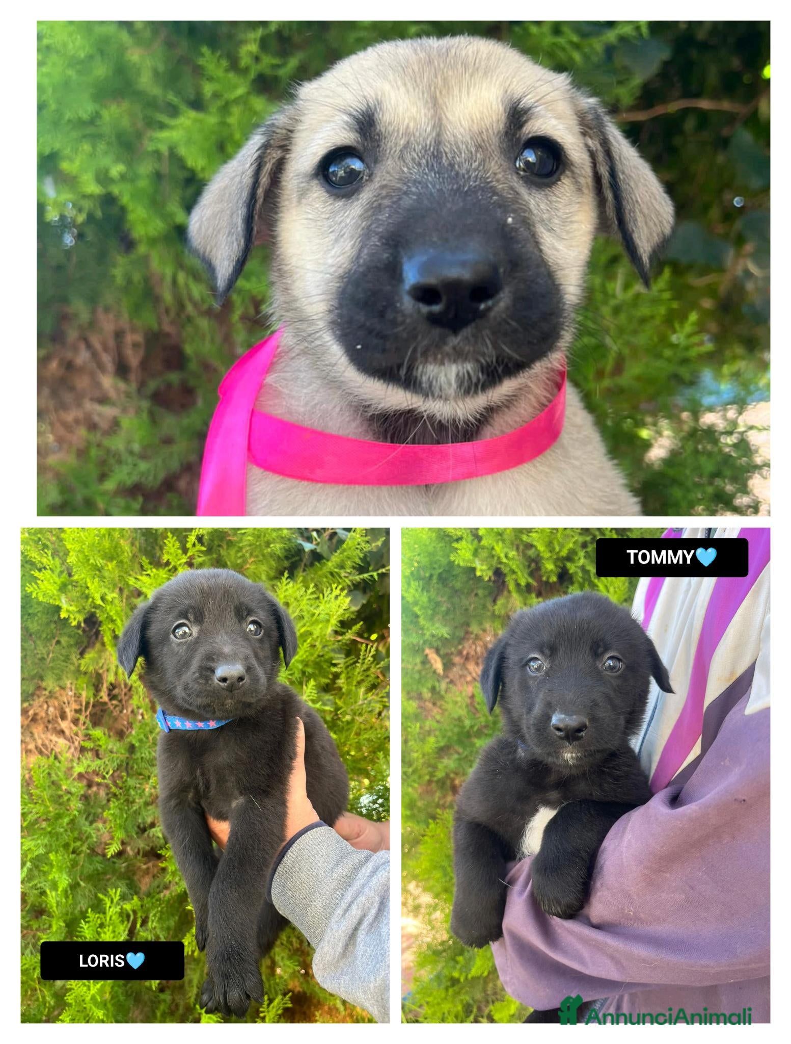 Altre razze cani  LILLY, LORIS E TOMMY - Annuncio 7