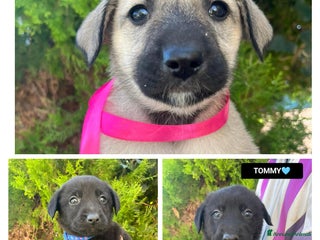 Altre razze cani LILLY, LORIS E TOMMY - Annuncio 1