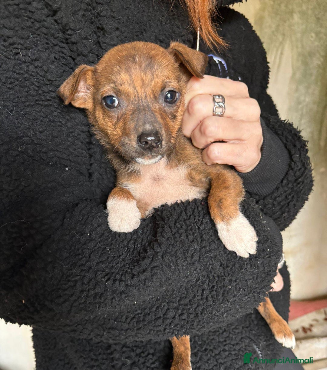 Meticcio cani in regalo: KIKO💙-cucciolo futura taglia media cerca casa🙏🏻 - Annuncio 4