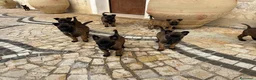 Pastore Belga cani in vendita: Splendidi cuccioli di Pastore Belga Malinois  - Annuncio 11