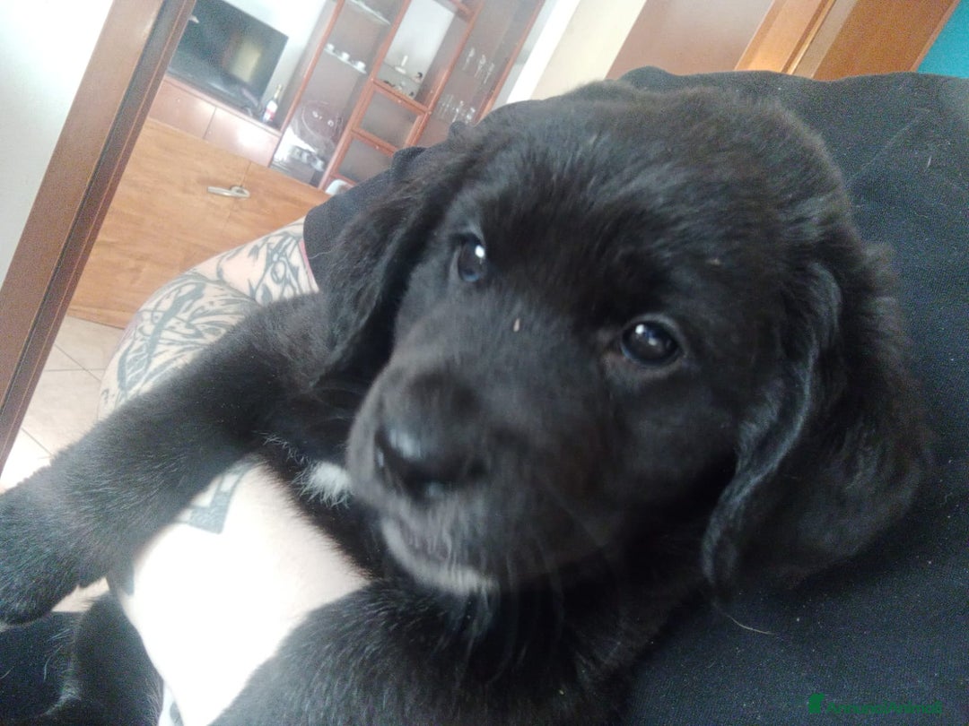 Meticcio cani in regalo: Regalo 3 cuccioli - Annuncio 12