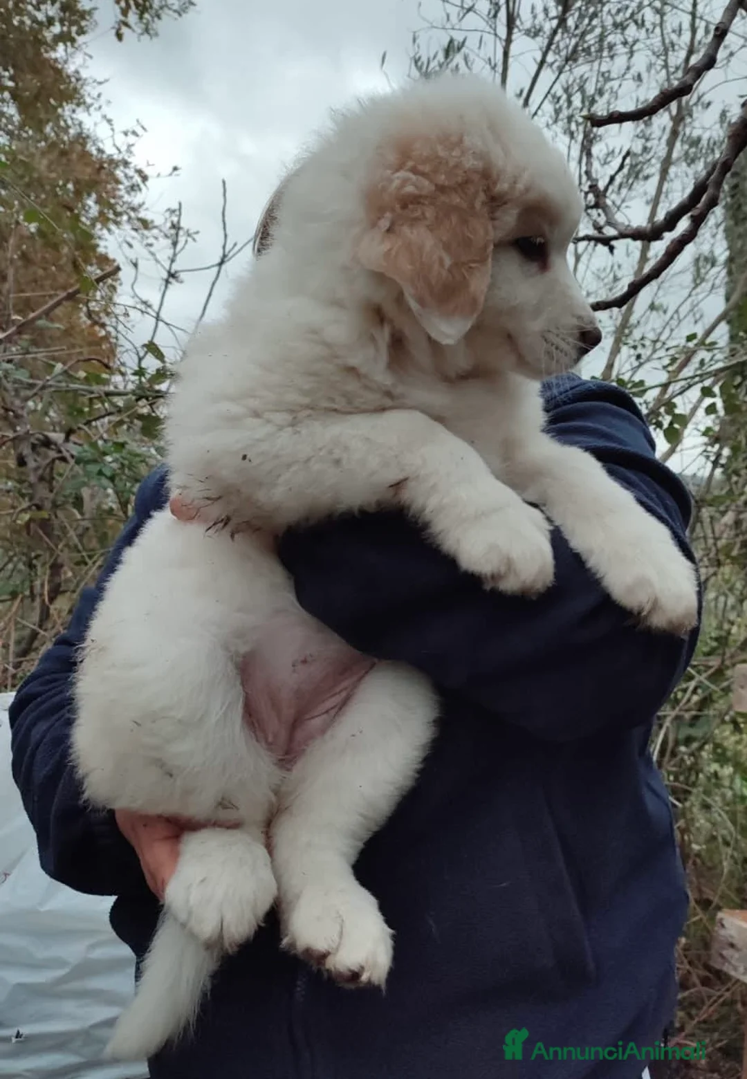 Pastore Maremmano cani in regalo: Eros dolce cucciolo aspetta una famiglia tutta sua - Annuncio 5
