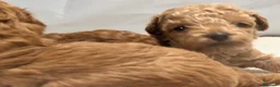 Barboncino Toy cani in vendita: Cuccioli barbone toy - Annuncio 9