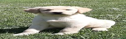 Labrador cani in vendita: Cuccioli di Labrador con pedigree - Annuncio 1
