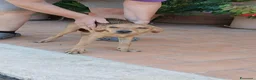 Segugio cani in regalo: NEMO ADORABILE SEGUGIO CERCA LA SUA FAMIGLIA - Annuncio 3