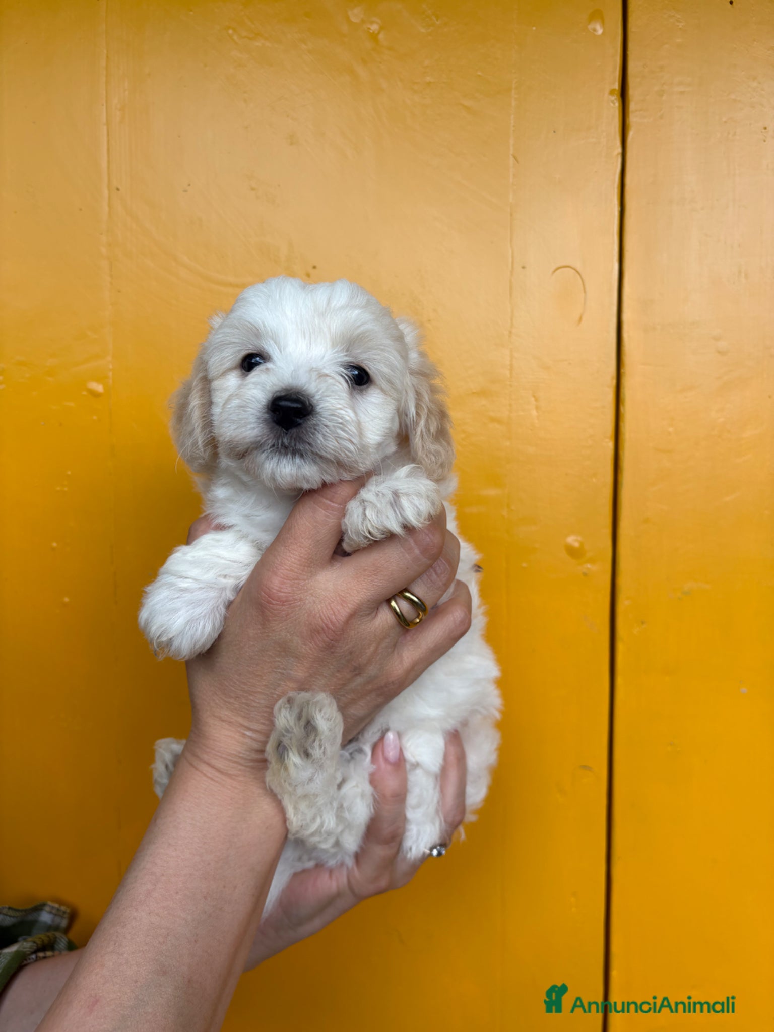 Maltipoo cani Cucciolo maltipoo - Annuncio 1