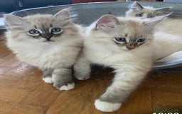 Siberiano gatti in vendita: Gatti cuccioli Siberiani ipoallergenici a Provincia di Forlì-Cesena - Immagine 15