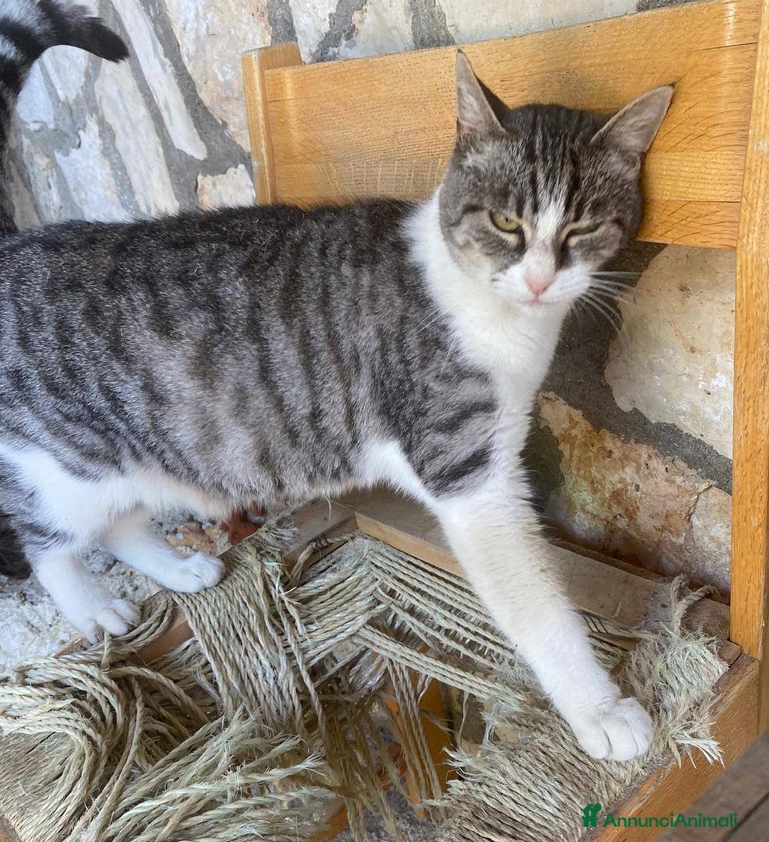 Europeo gatti in regalo: Dolce micia da adottare, LICIA! - Annuncio 2