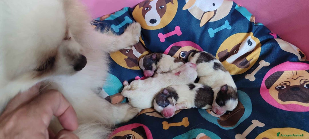 Spitz cani in vendita: Spitz Pomerania - Annuncio 2