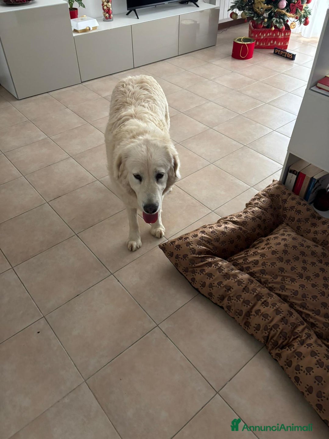 Meticcio cani in regalo: IL TENERO OSLO a Città metropolitana di Roma Capitale - Annuncio 6