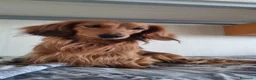 Bassotto Nano cani per accoppiamento: Cercasi per accoppiamento bassottina a pelo lungo  a Provincia di Barletta-Andria-Trani - Annuncio 4