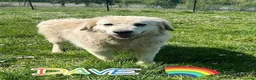 Meticcio cani in regalo: DAVE buono e mite! a Città Metropolitana di Torino - Annuncio 3