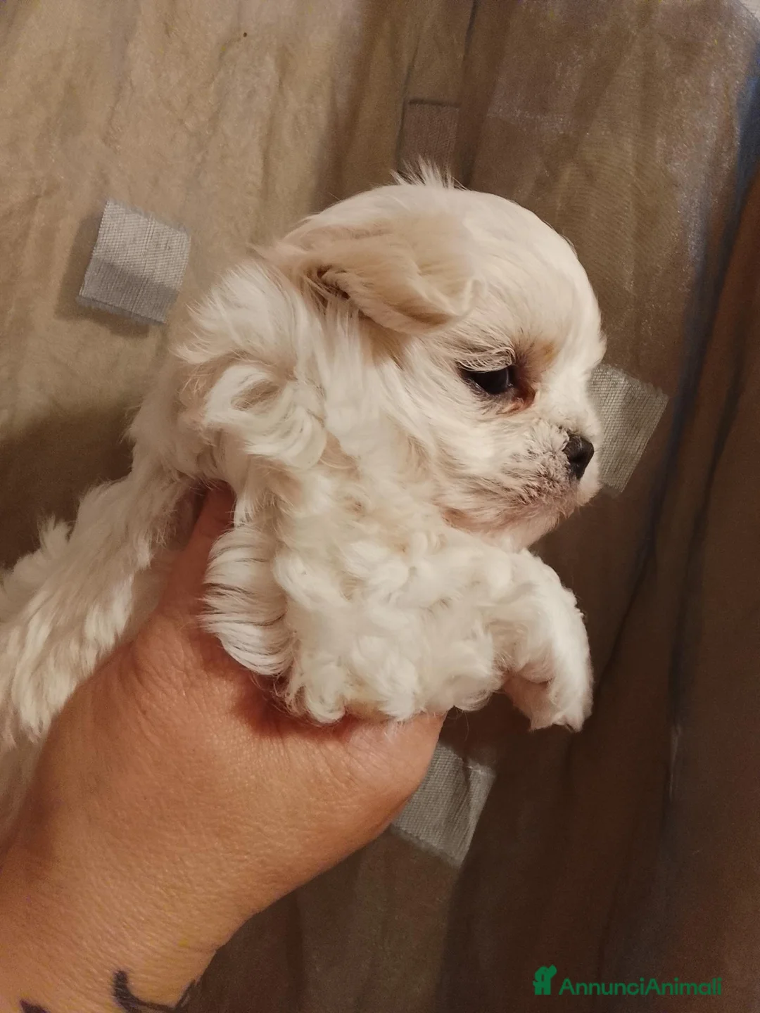 Maltese cani in vendita: Maltese linea coreana  - Annuncio 11