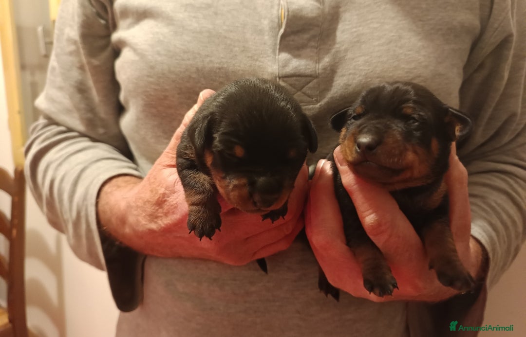 Pinscher Miniatura cani Pinscher nani nero focato pedigree ENCI  - Annuncio 3