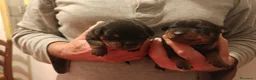 Pinscher Miniatura cani in vendita: Pinscher nani nero focato pedigree ENCI  - Annuncio 1