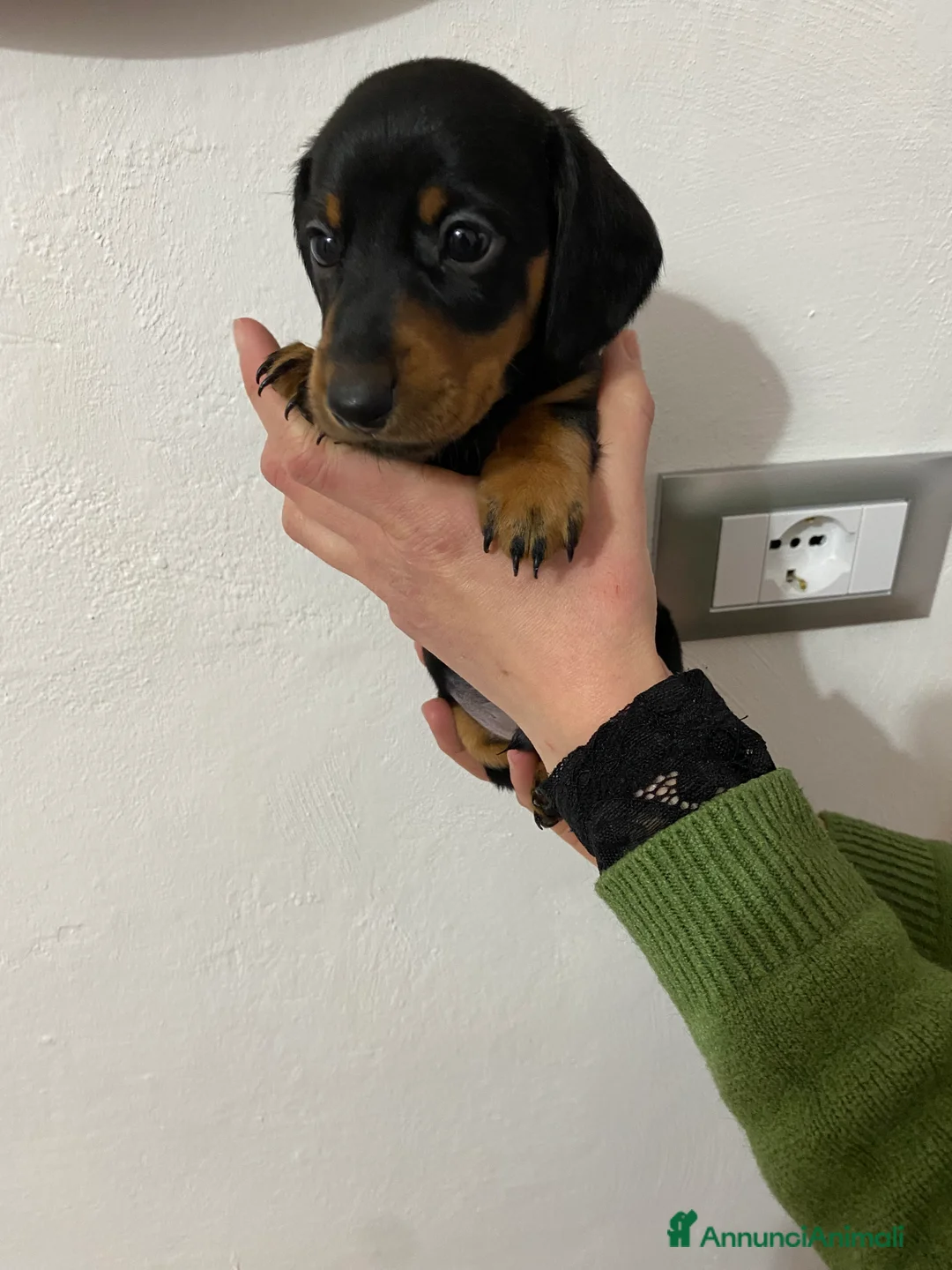 Bassotto cani in vendita: Bassotto nano tedesco - Annuncio 15