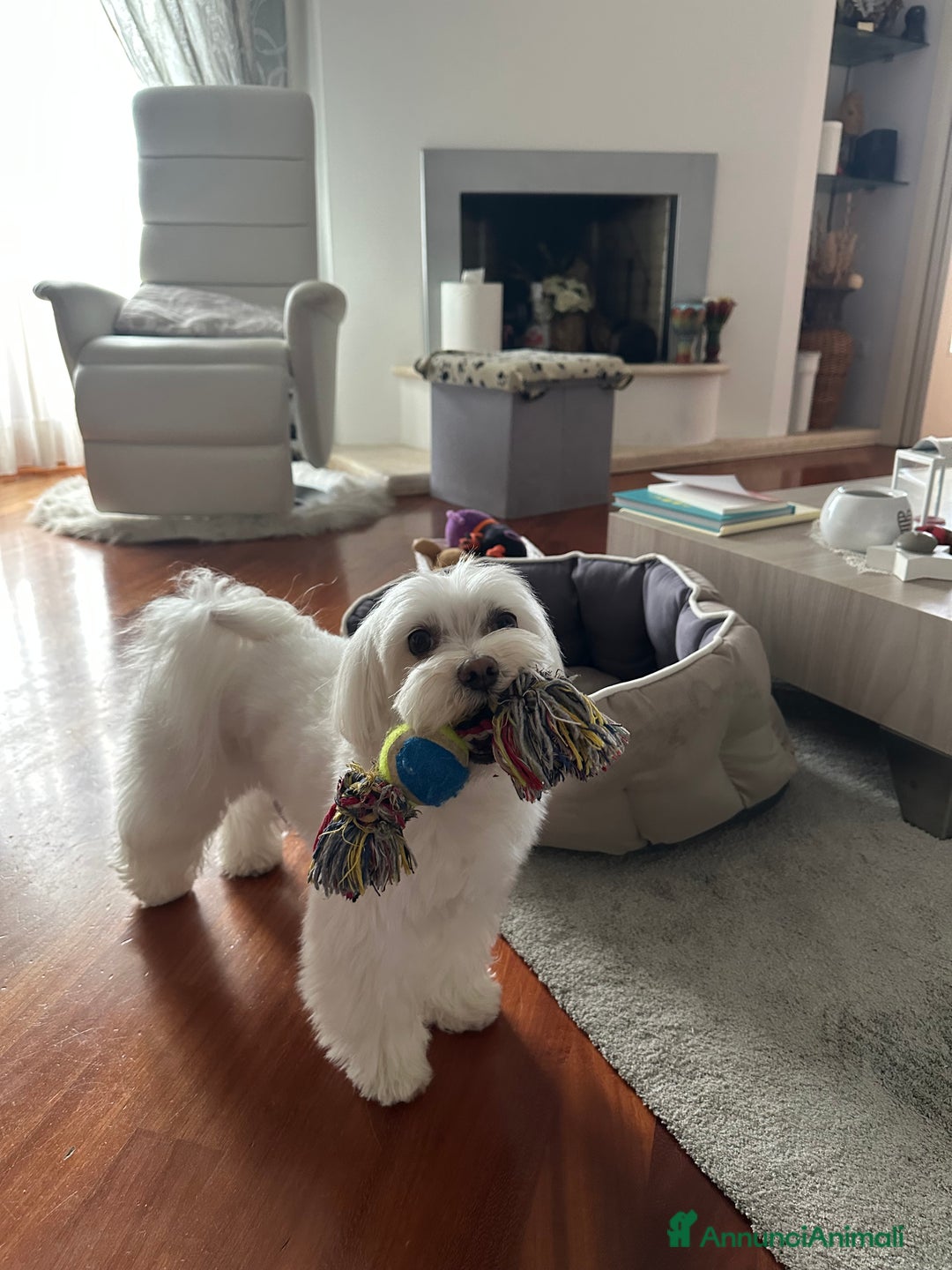 Maltese cani per accoppiamento: Cerco maltese femmina per Coco  - Annuncio 6