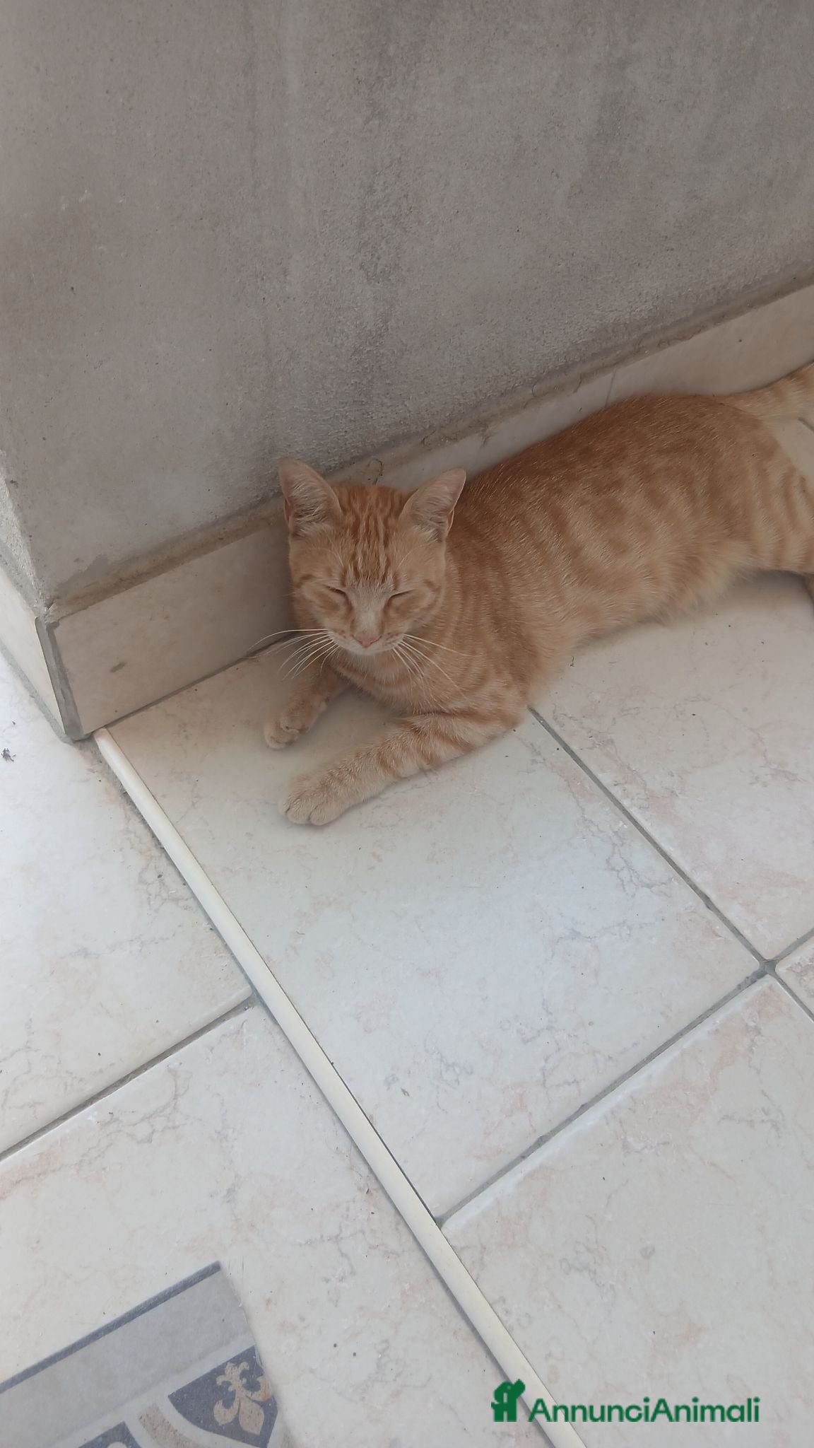 Altre razze gatti Animali domestici  - Annuncio 1