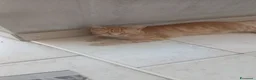 Altre razze gatti in regalo: Animali domestici  - Annuncio 1